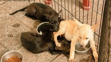 La producción de piensos para mascotas tiene una importante huella ambiental