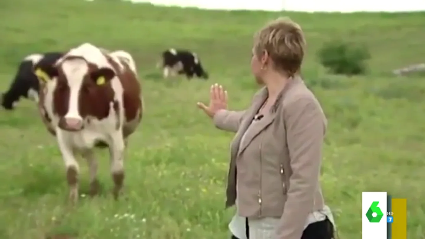 La demostración de Gloria Serra a la ciencia: así consiguió 'comunicarse' con una vaca con la mirada La demostración de Gloria Serra a la ciencia: así consiguió 'comunicarse' con una vaca con la mirada