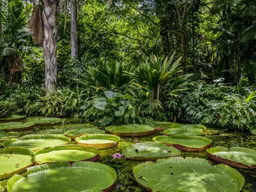 Amazonas Amazonas