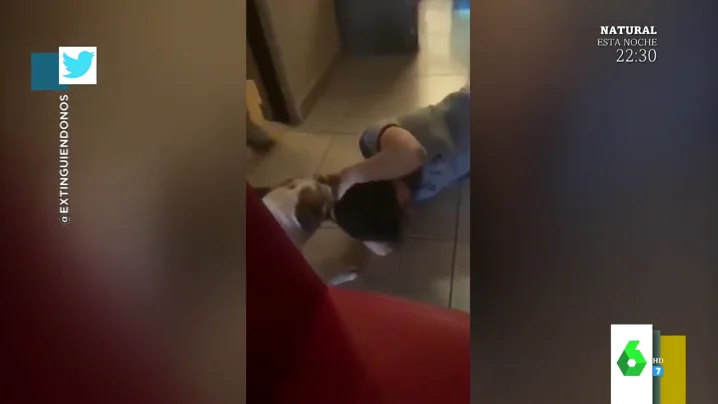 La reacción viral de un perro cuando una niña le molesta