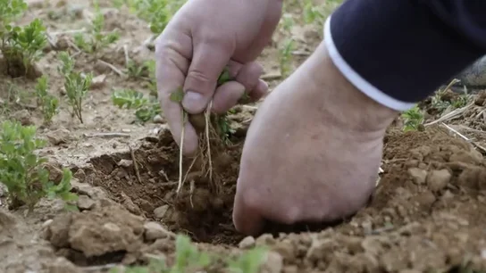 El secreto del cultivo sostenible que nos hace reflexionar sobre nuestros hábitos de consumo El secreto del cultivo sostenible que nos hace reflexionar sobre nuestros hábitos de consumo