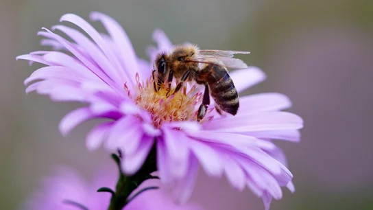 Una abeja polinizando una flor Una abeja polinizando una flor