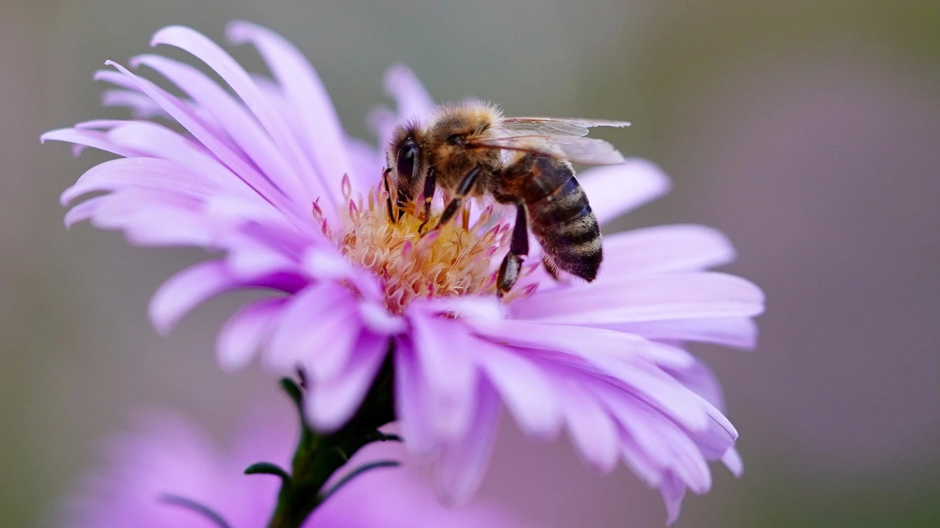 Una abeja polinizando una flor