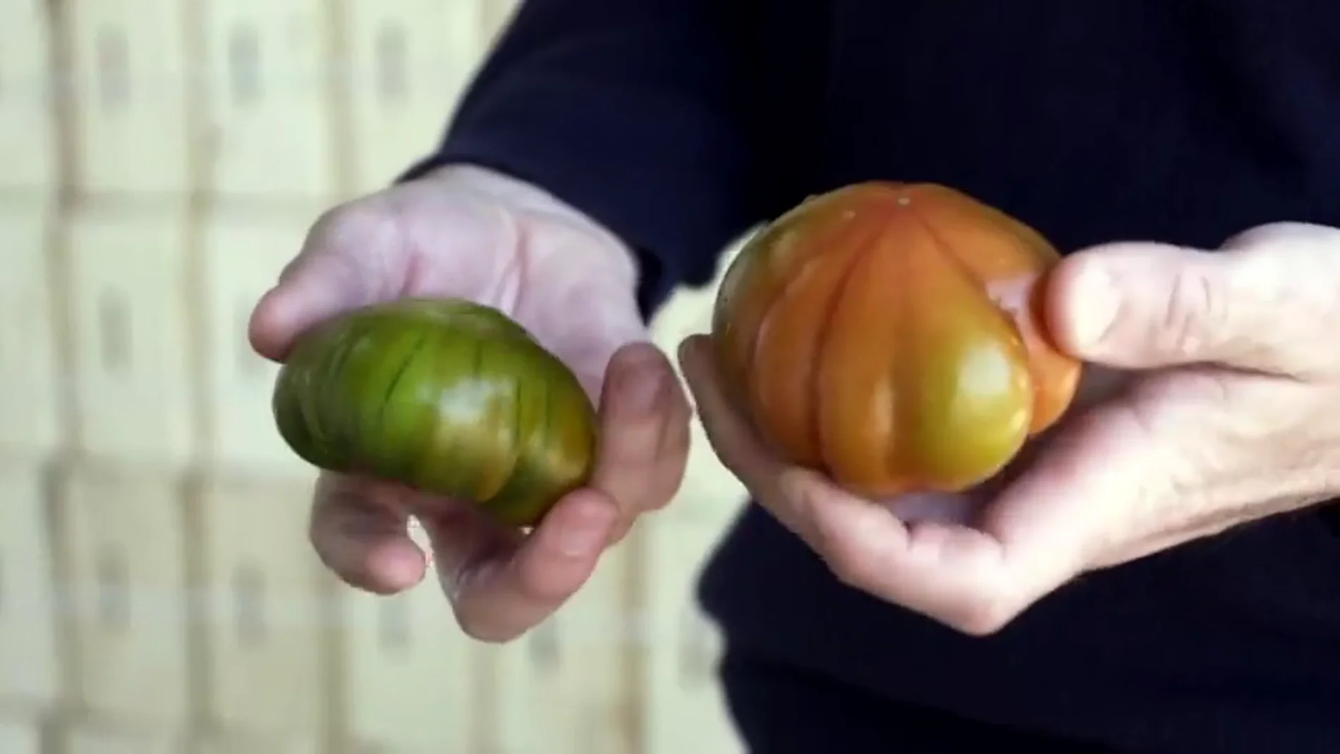 Cuidado que te "están engañando": estas son las claves para diferenciar el auténtico tomate Raf del 'falso Raf'