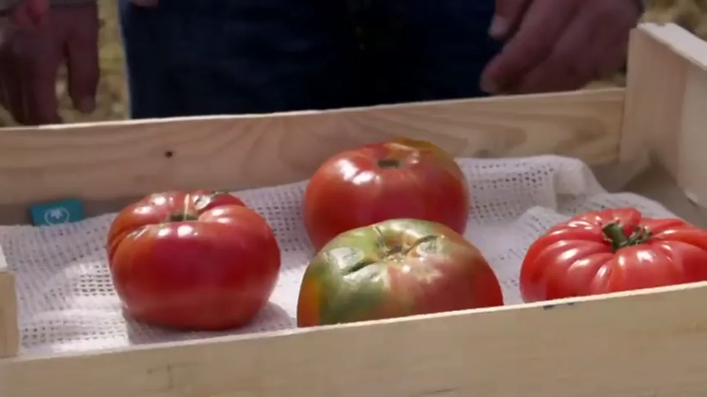 Aprende a distinguir un auténtico tomate rosa de Barbastro del resto que dice serlo Aprende a distinguir un auténtico tomate rosa de Barbastro del resto que dice serlo
