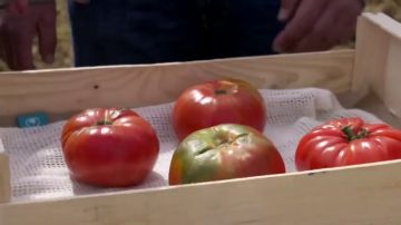 Aprende a distinguir un auténtico tomate rosa de Barbastro del resto que dice serlo