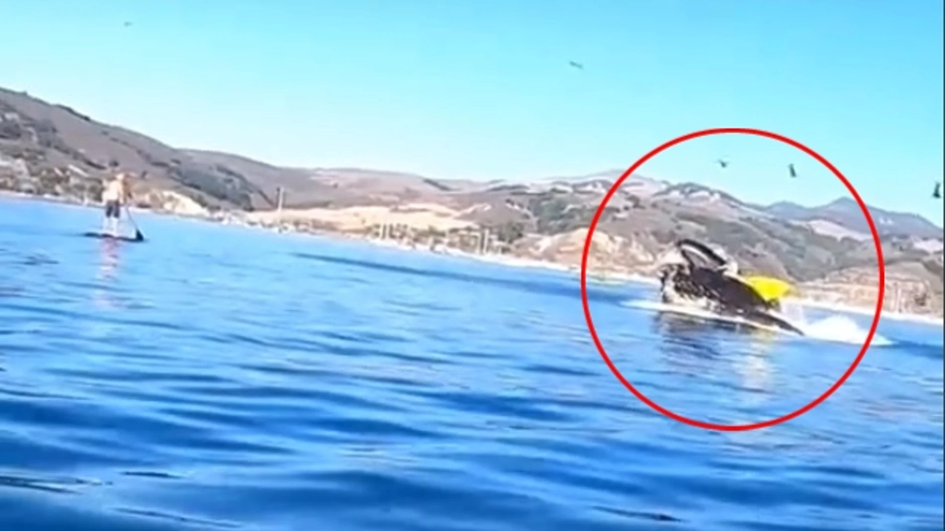 Una ballena engulle a dos kayakistas