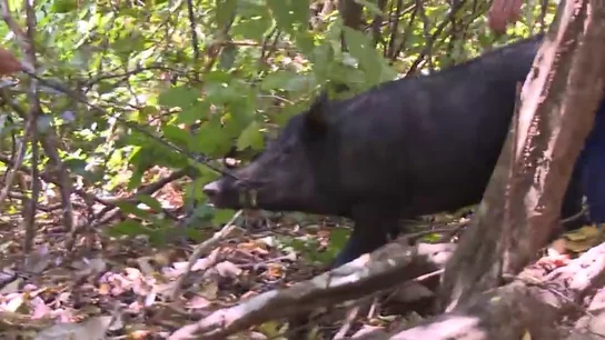 Las aventureras hacen piña para cazar un cerdo salvaje: así ha sido la exitosa matanza del animal Las aventureras hacen piña para cazar un cerdo salvaje: así ha sido la exitosa matanza del animal