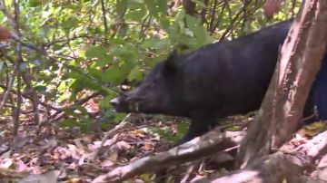 Las aventureras hacen piña para cazar un cerdo salvaje: así ha sido la exitosa matanza del animal 