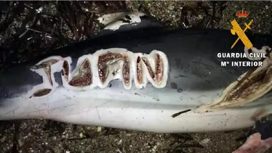 Imagen de un delfín con cortes y letras grabadas con un cuchillo en Almería Imagen de un delfín con cortes y letras grabadas con un cuchillo en Almería