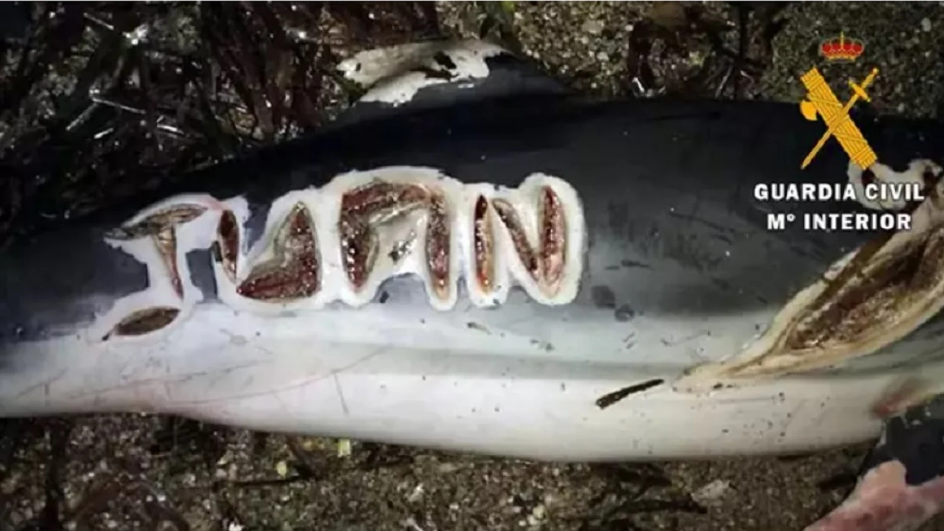 Imagen de un delfín con cortes y letras grabadas con un cuchillo en Almería