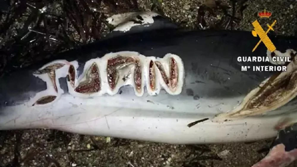 Imagen de un delfín con cortes y letras grabadas con un cuchillo en Almería