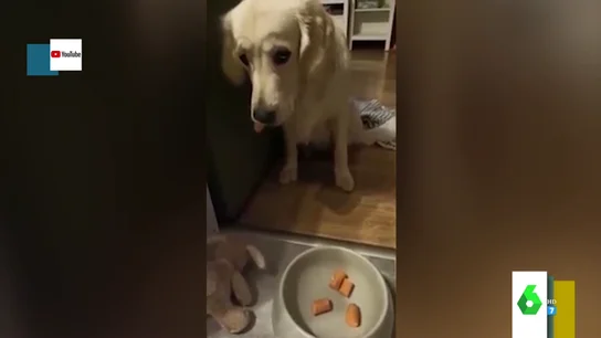 La divertida reacción de varios perros al pensar que su comida está envenenada tras la 'muerte' de un peluche La divertida reacción de varios perros al pensar que su comida está envenenada tras la 'muerte' de un peluche