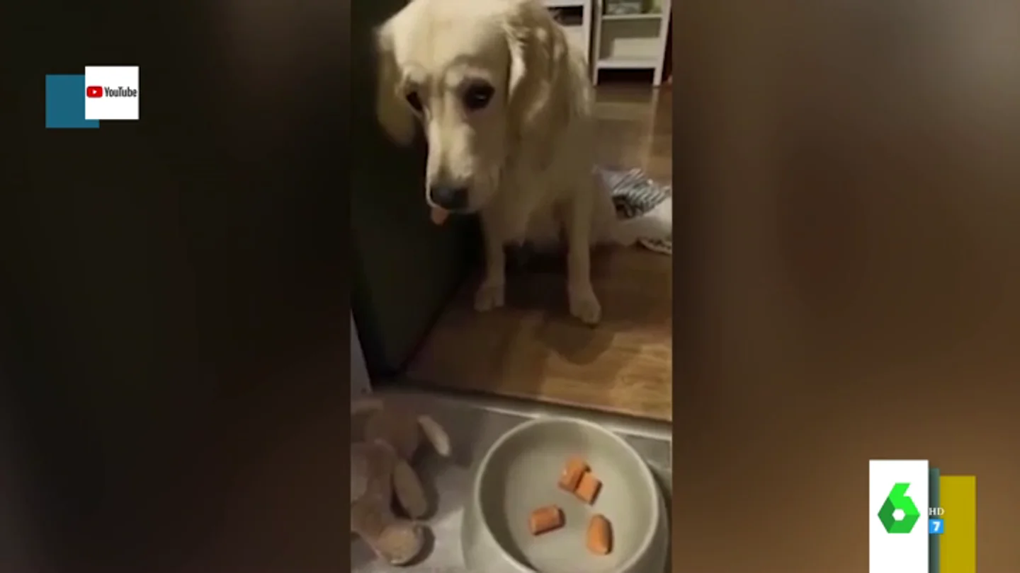 La divertida reacción de varios perros al pensar que su comida está envenenada tras la 'muerte' de un peluche La divertida reacción de varios perros al pensar que su comida está envenenada tras la 'muerte' de un peluche