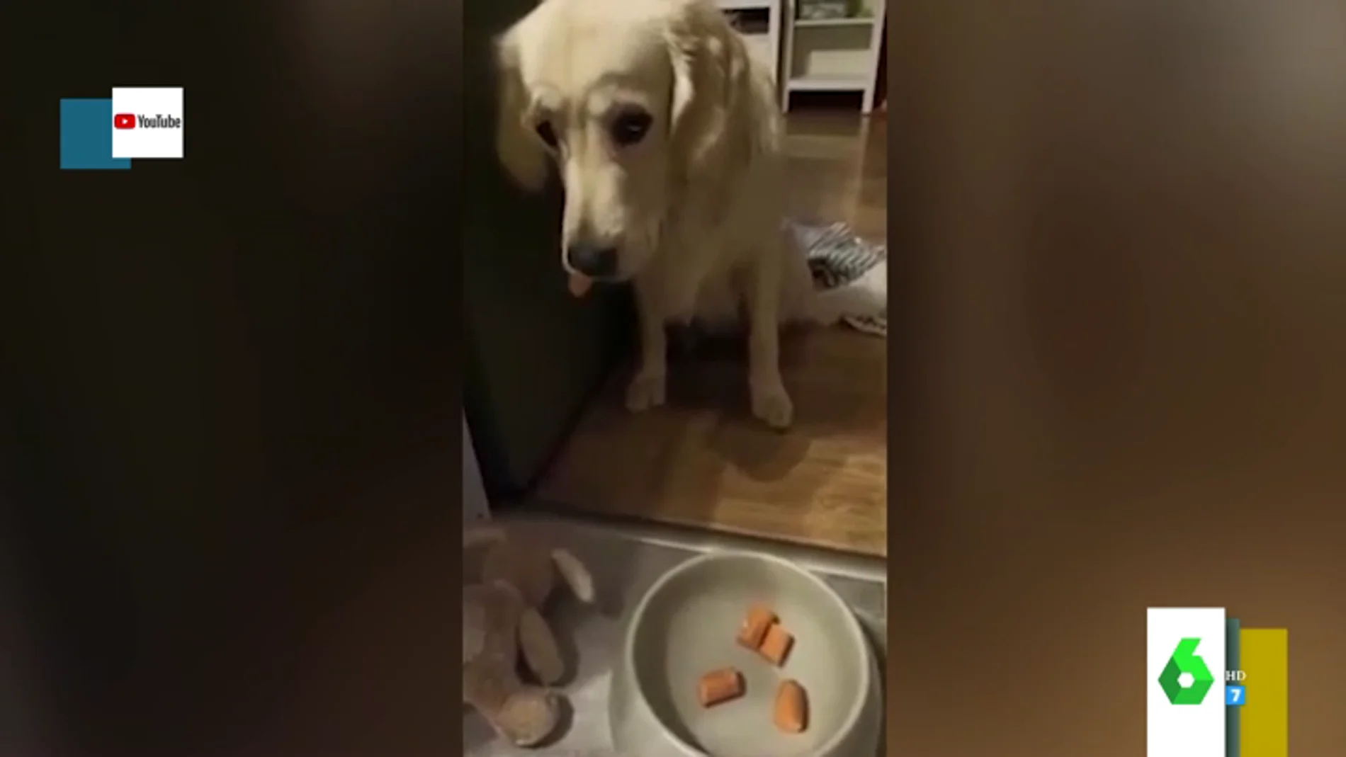 La divertida reacción de varios perros al pensar que su comida está envenenada tras la 'muerte' de un peluche