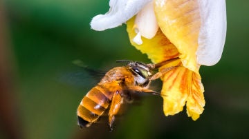Esta foto muestra una abeja de la especie Amegilla insularis polinizando una flor