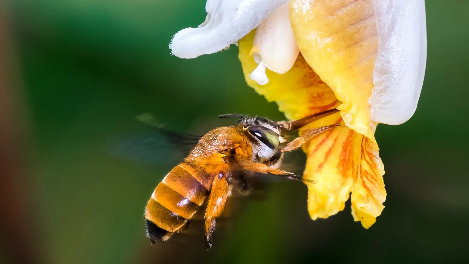 Esta foto muestra una abeja de la especie Amegilla insularis polinizando una flor