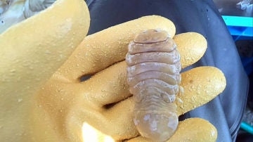 Cimotoido