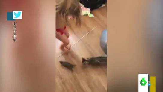 "¡Ay, no es un conejito bebé sino una rata!": la divertida reacción de una madre al ver con qué juegan su hija y su gato "¡Ay, no es un conejito bebé sino una rata!": la divertida reacción de una madre al ver con qué juegan su hija y su gato