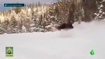 Varios esquiadores graban el momento en el que un alce les sorprende pasando a toda velocidad