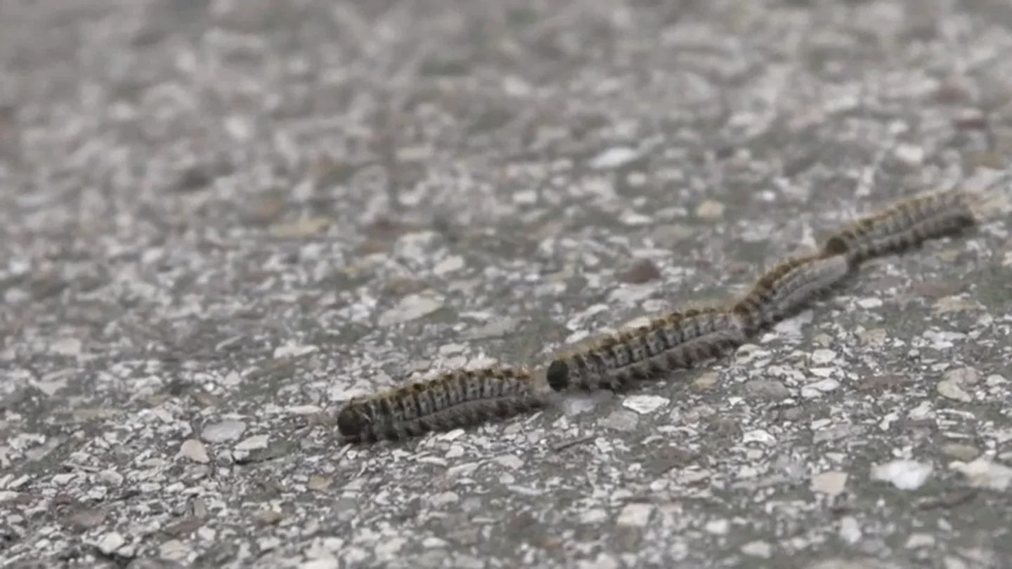 Si la ves, no te acerques: la oruga procesionaria, la especie invasora que podría matar a tu mascota Si la ves, no te acerques: la oruga procesionaria, la especie invasora que podría matar a tu mascota