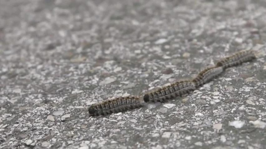 Si la ves, no te acerques: la oruga procesionaria, la especie invasora que podría matar a tu mascota