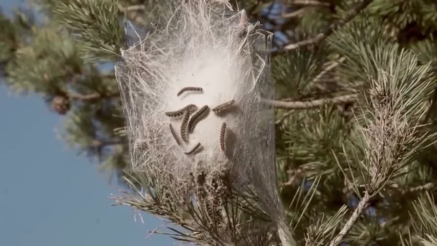 La diminuta pero dañina especie que provoca que los bosques de España se tiñan de marrón