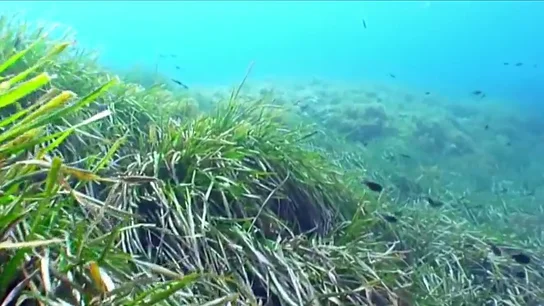 La posidonia, la gran alfombra sumergida que limpia nuestros mares de contaminación La posidonia, la gran alfombra sumergida que limpia nuestros mares de contaminación