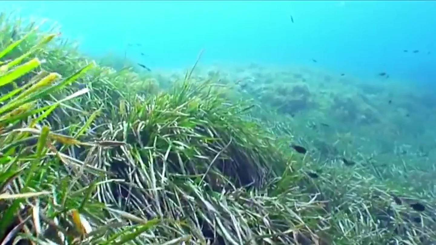 La posidonia, la gran alfombra sumergida que limpia nuestros mares de contaminación La posidonia, la gran alfombra sumergida que limpia nuestros mares de contaminación