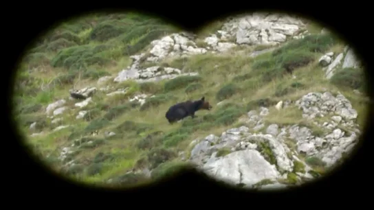 El oso pardo, la especie en peligro de extinción clave contra el cambio climático El oso pardo, la especie en peligro de extinción clave contra el cambio climático