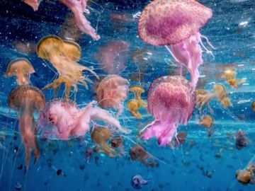 Gracias a las medusas podemos ir a las playas: el "animal más odiado" del mar no es tan malo como crees