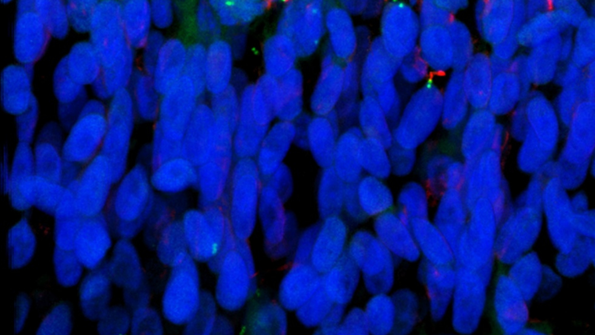 células madre neurales en un embrión