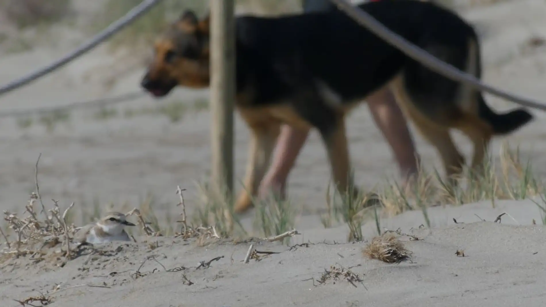 Perros en dunas
