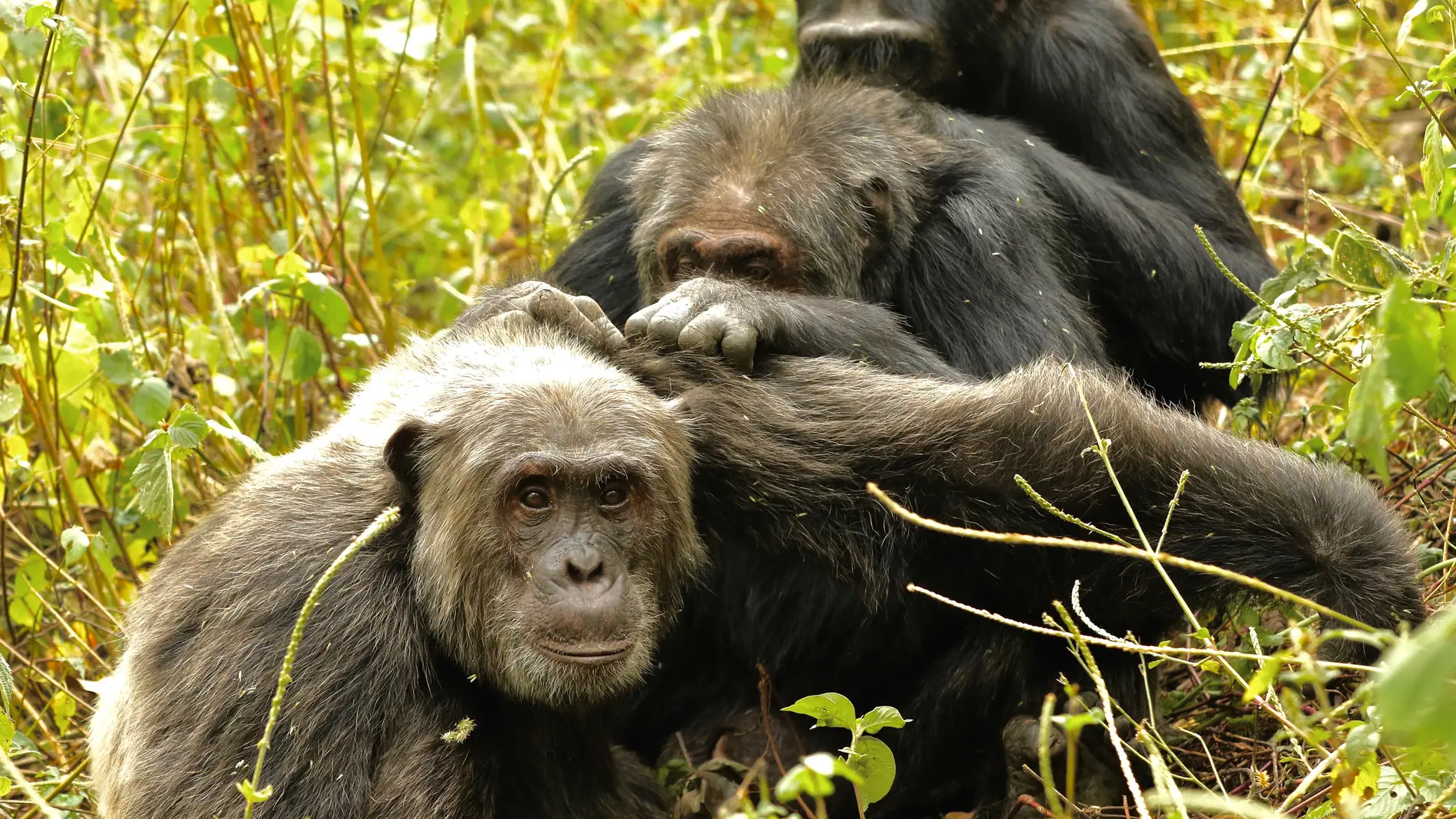 Chimpancés