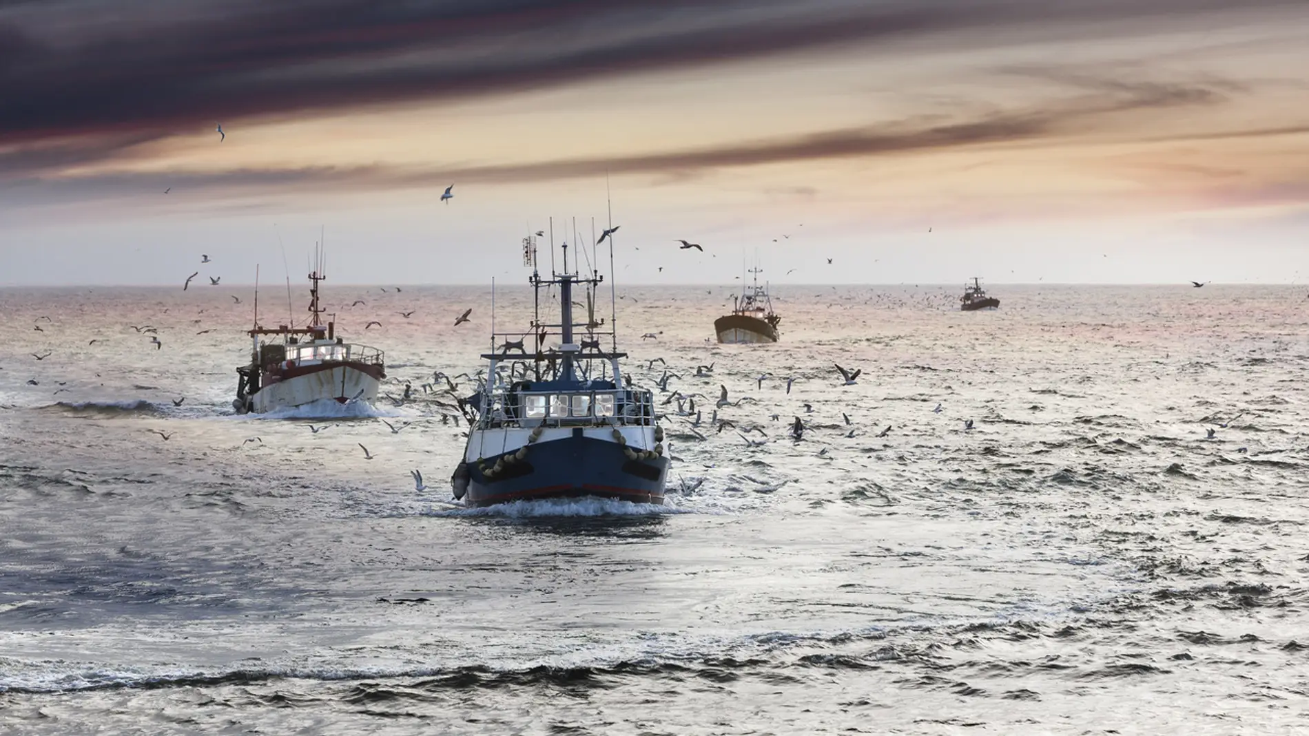 La pesca podria aliviar una emergencia alimentaria mundial en casos extremos