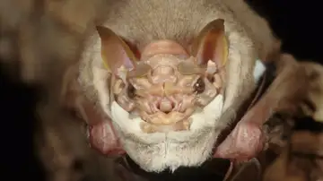 Murciélago de cara arrugada