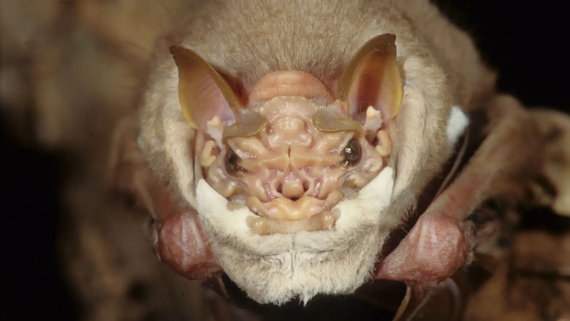 Murciélago de cara arrugada