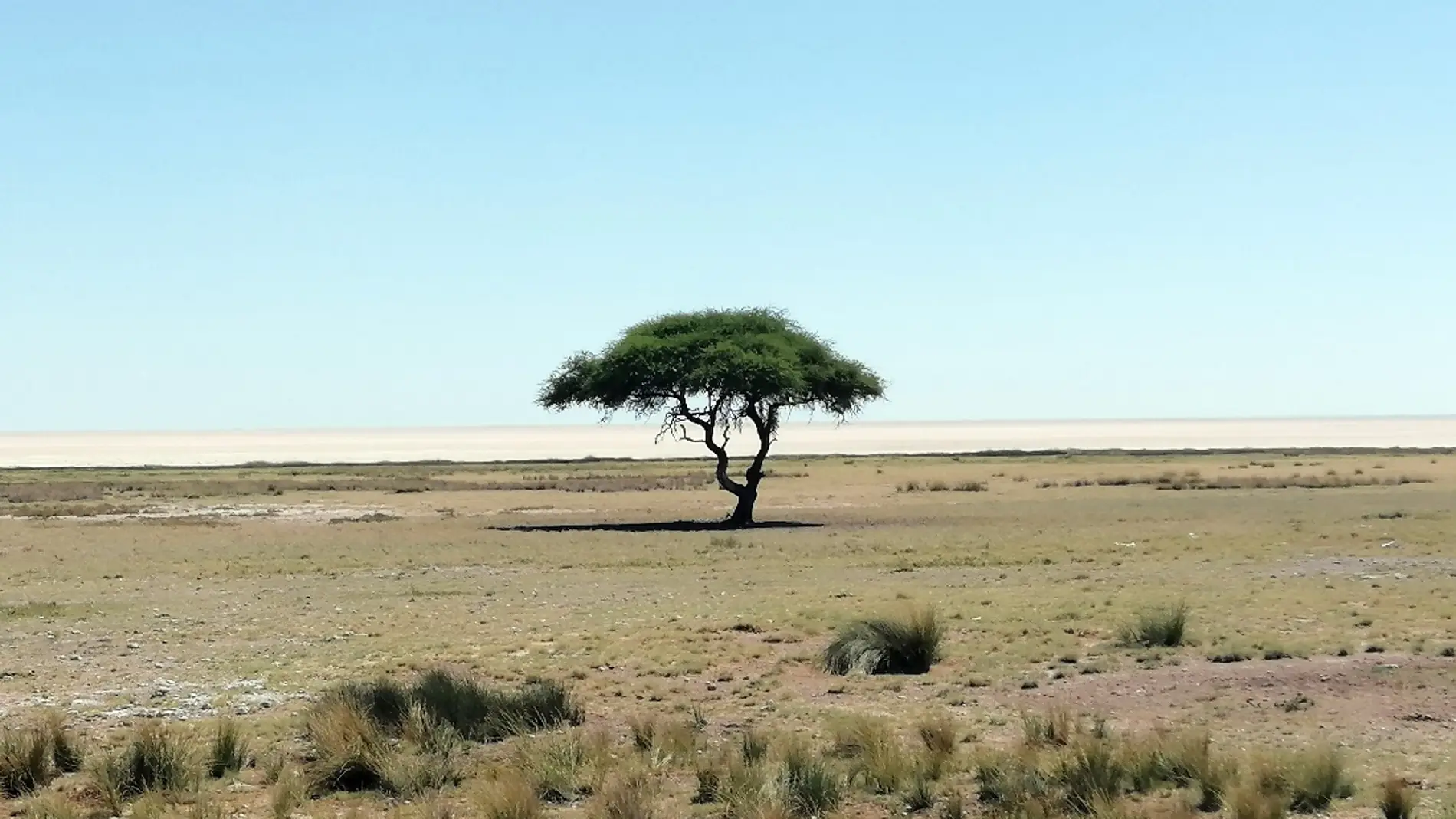 Ejemplar de acacia