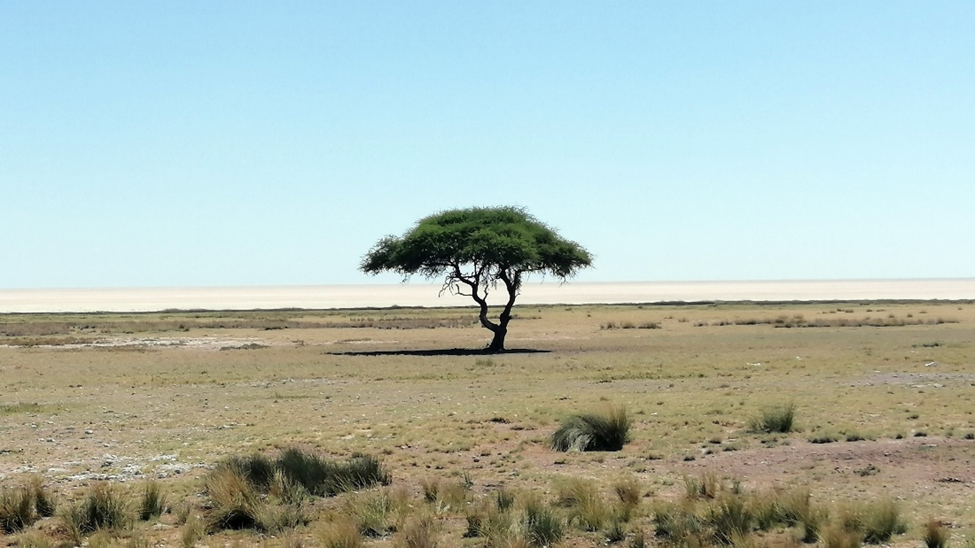 Ejemplar de acacia