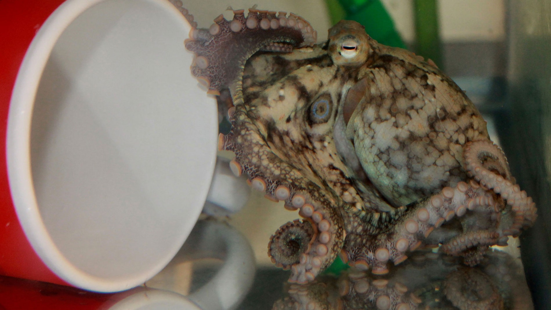 Pulpo