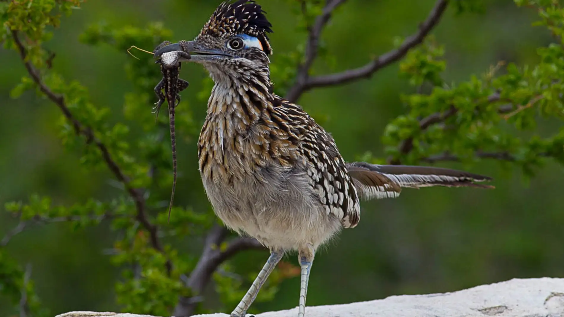 Correcaminos