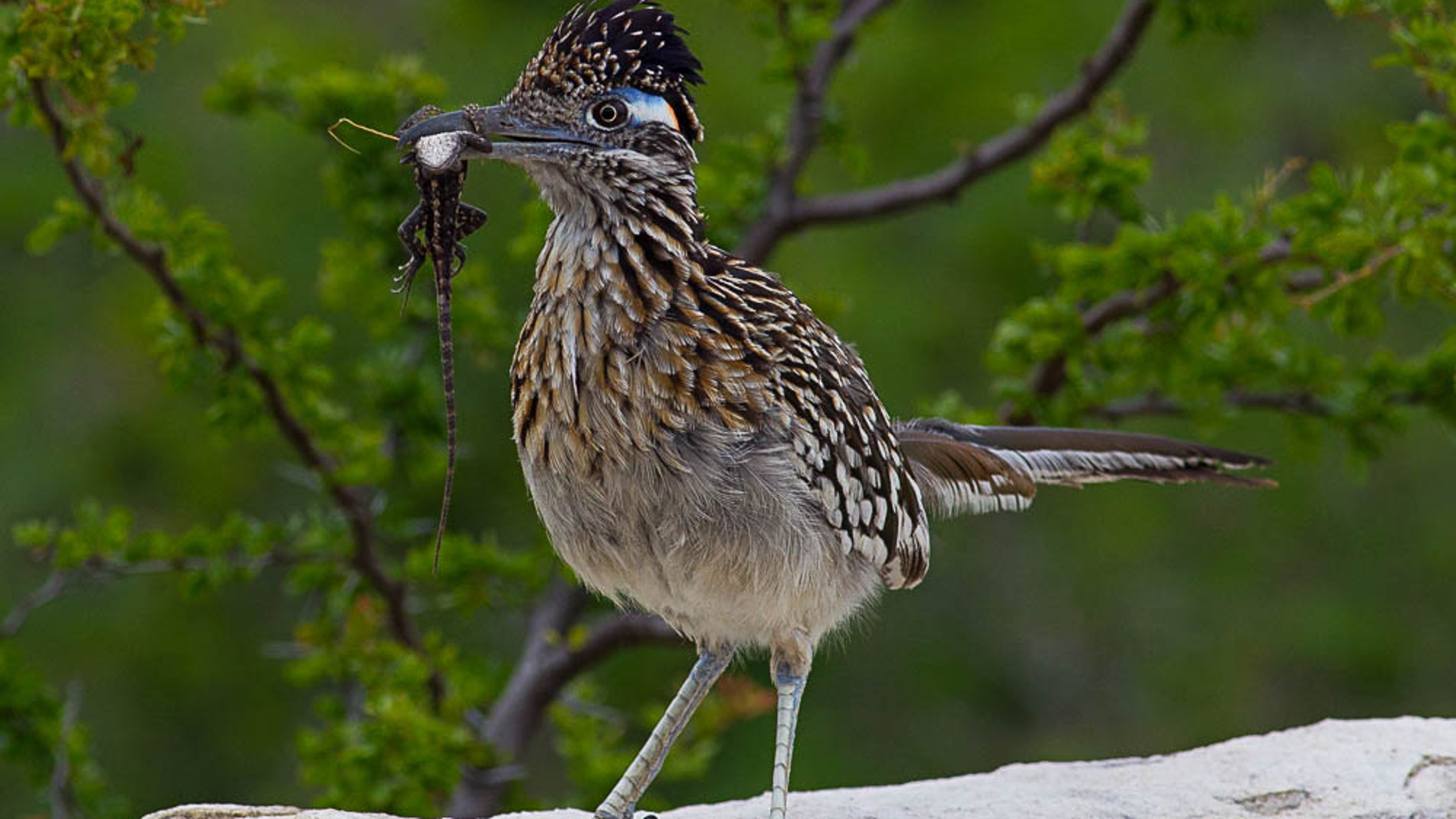 Correcaminos