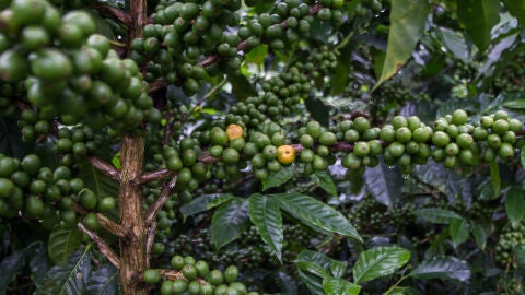 Honduras. Café - Marcala
