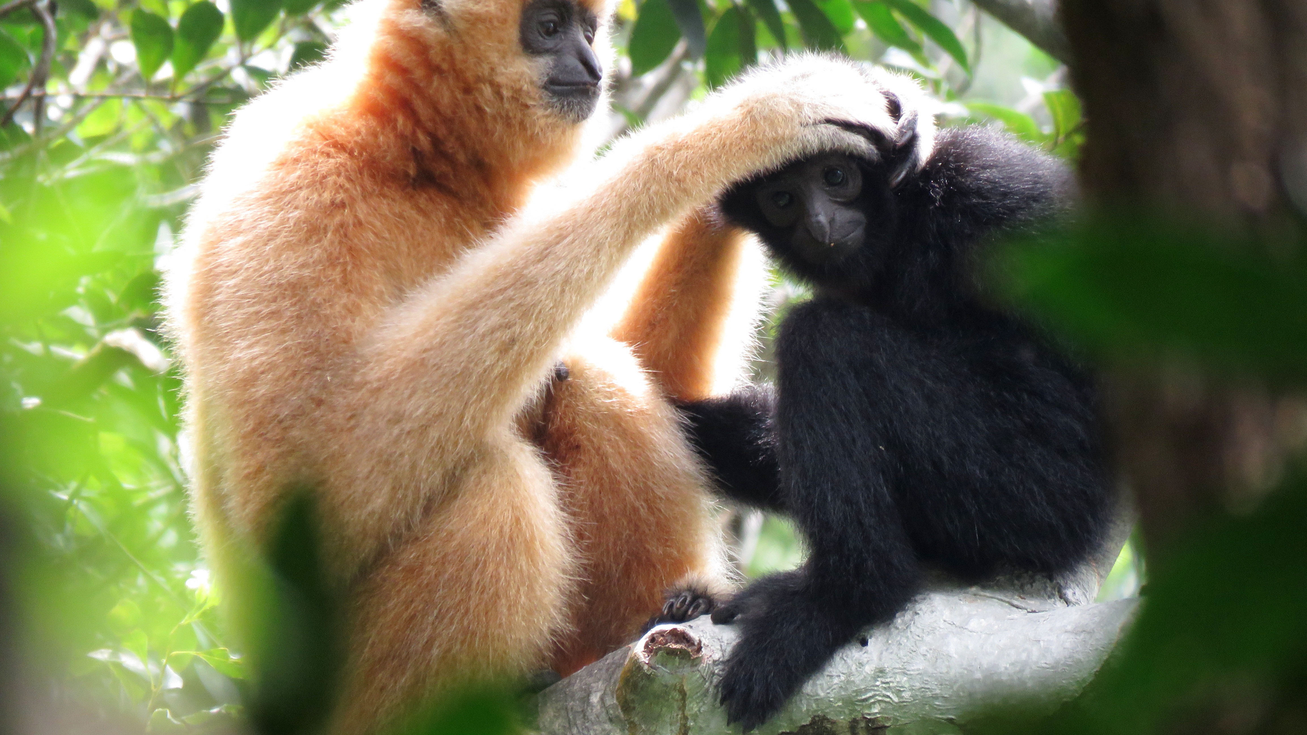 Puentes de cuerda para salvar al primate mas amenazado del mundo