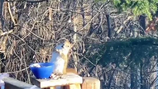 Ardilla viral por estar 'borracha' Ardilla viral por estar 'borracha'