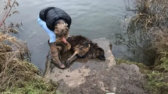 Fotografía del rescate de Bella Fotografía del rescate de Bella