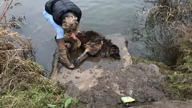 Fotografía del rescate de Bella 