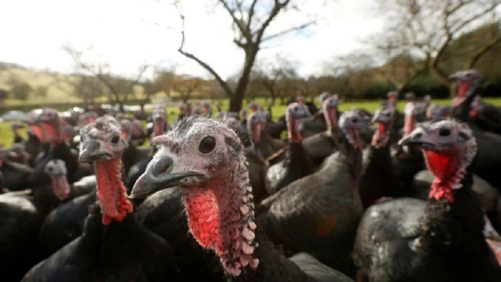 Imagen de archivo de un grupo de pavos en una granja de Reino Unido