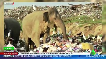 Las impactantes imágenes de decenas elefantes hambrientos buscando comida en un vertedero de Sri Lanka 