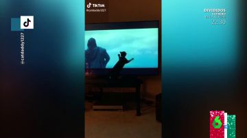 El divertido vídeo en el que un gato se cree que Kylo Ren está lanzándole una pelota